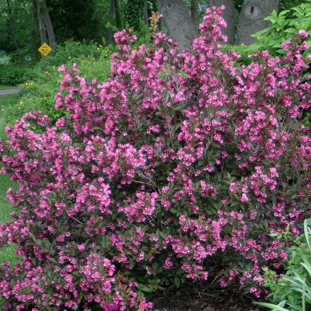 Weigela florida Wine & Roses® White Flower Farm