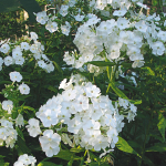  Phlox paniculata 'David'
