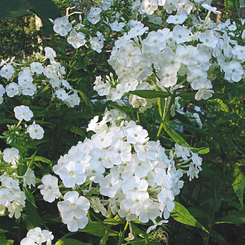 Phlox Paniculata David White Flower Farm