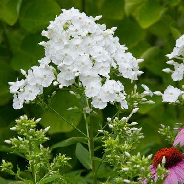 Phlox paniculata 'David' White Flower Farm