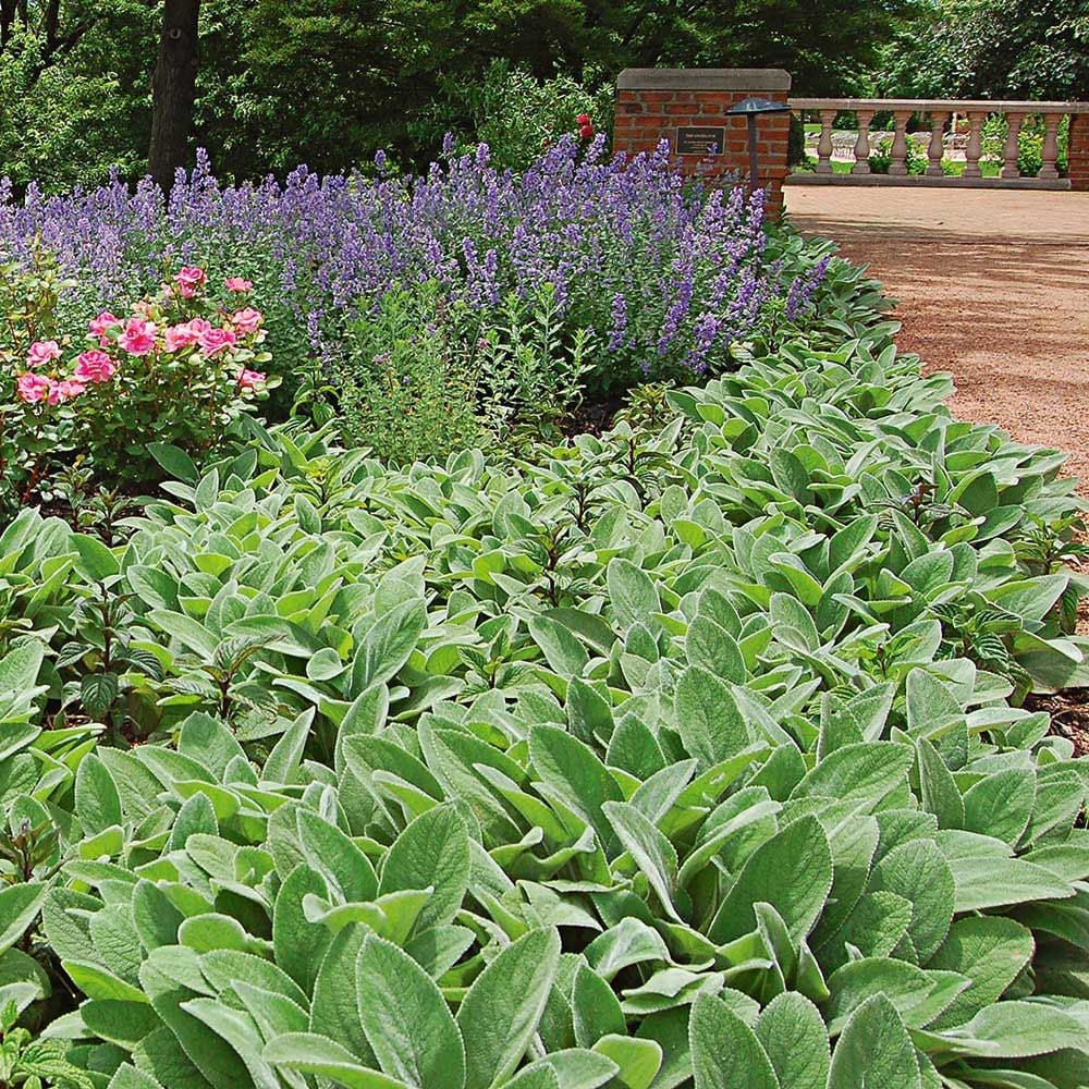 Deer-Resistant Garden for Flower White Sun | Farm