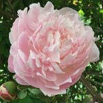  Peony 'Myrtle Gentry'