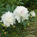  Peony 'Festiva Maxima'