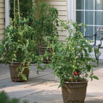  Patio Tomato Collection