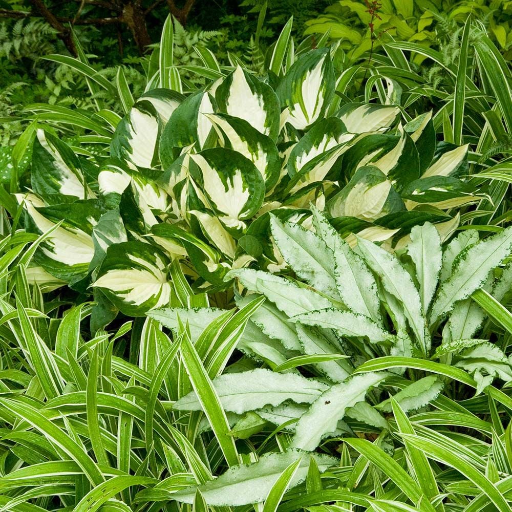 Hosta Fire And Ice White Flower Farm
