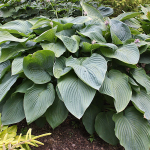  Hosta Shadowland® 'Empress Wu'