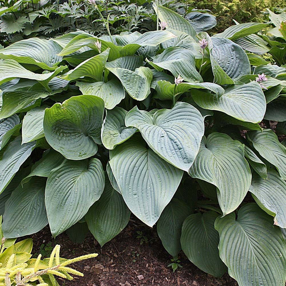 Hosta Shadowland® 'Empress Wu'