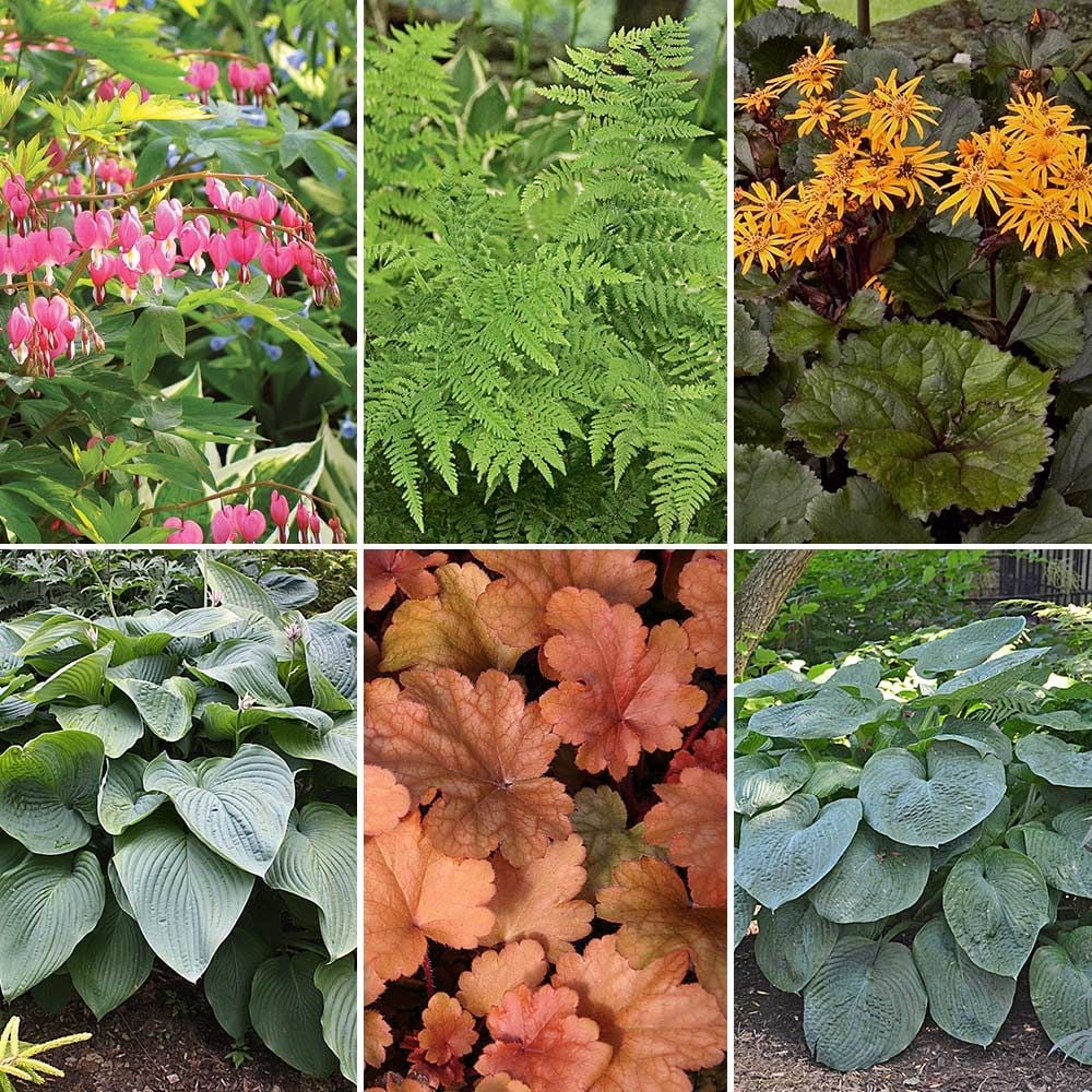 Bold Foundation Garden for Shade White Flower Farm