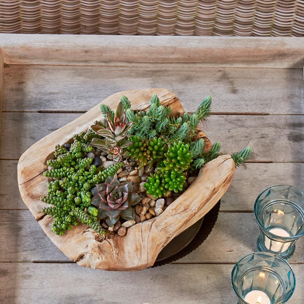 Variety Show Succulent Kit White Flower Farm