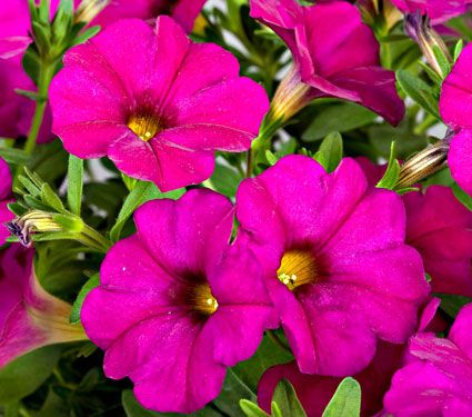 Petchoa SuperCal® Violet