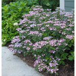 Mountain Hydrangeas