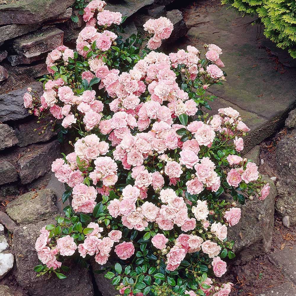 Rose The Fairy White Flower Farm