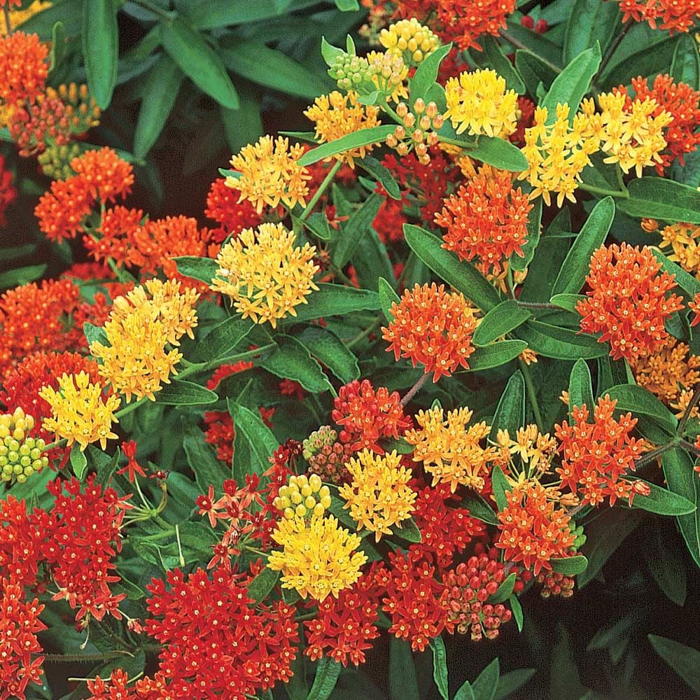Asclepias tuberosa Gay Butterflies Mix White Flower Farm
