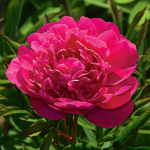  Peony 'Kansas'