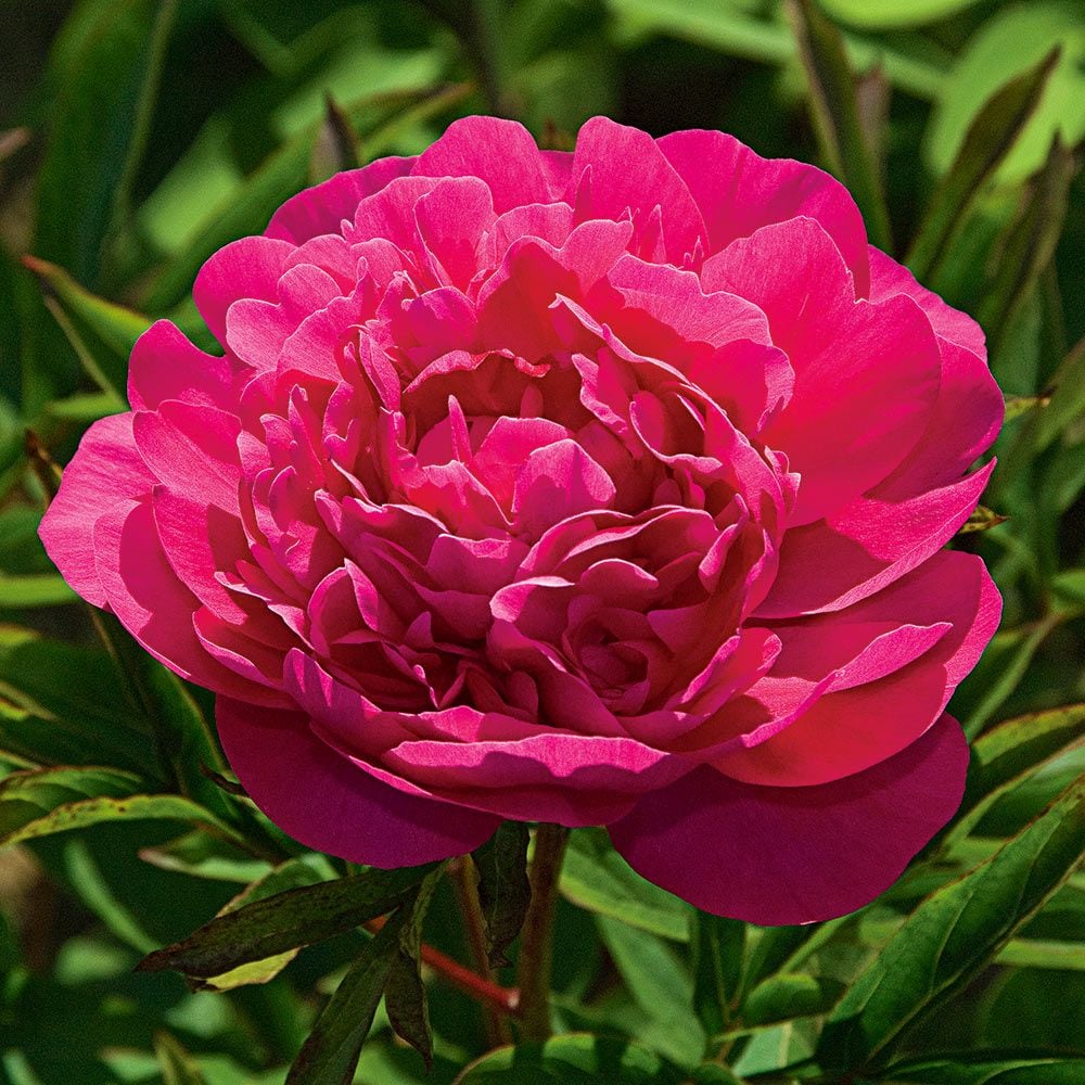 Peony 'Kansas'