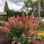  Hydrangea paniculata Candelabra®