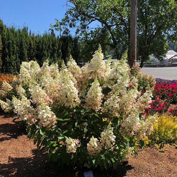 Hydrangea paniculata Candelabra® White Flower Farm