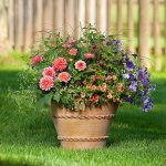  Apricot Allegro Container Garden