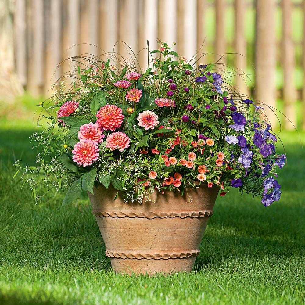 Apricot Allegro Container Garden