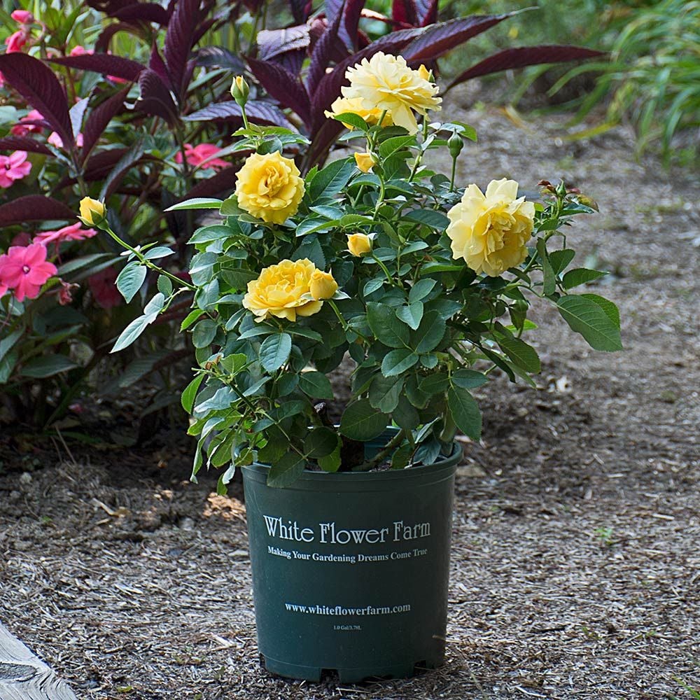 Rose Julia Child White Flower Farm Usda zone 5b through 10a. rose julia child
