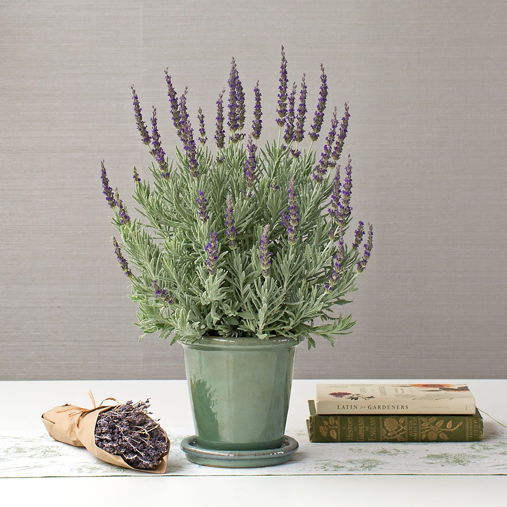 Lavender plant Lavender Goodwin Creek Grey in glazed pot White