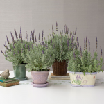  Lavender 'Goodwin Creek Grey'