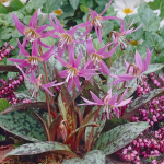  Erythronium dens-canis 'Frans Hals'