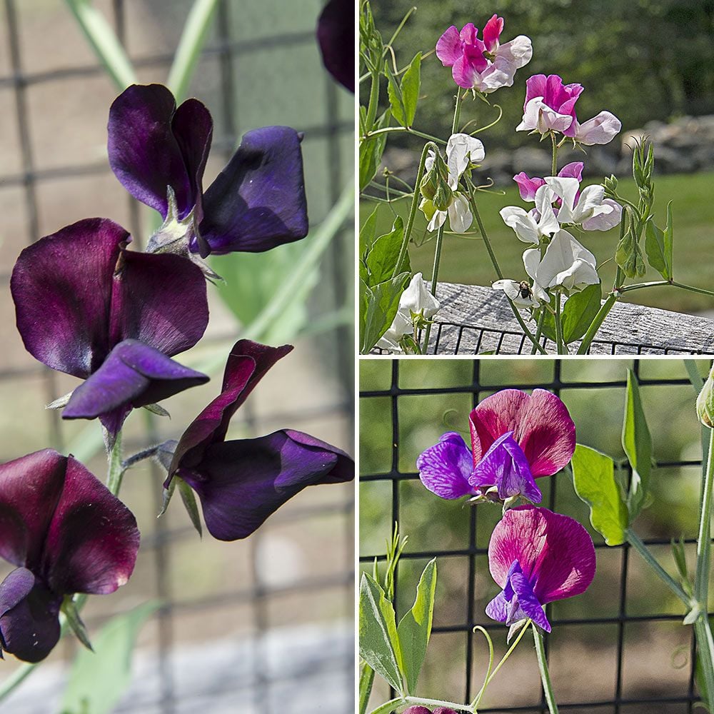 Fragrant Sweet Pea Collection (Lathyrus odoratus)