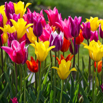  Vivid Blooms Tulip Mix