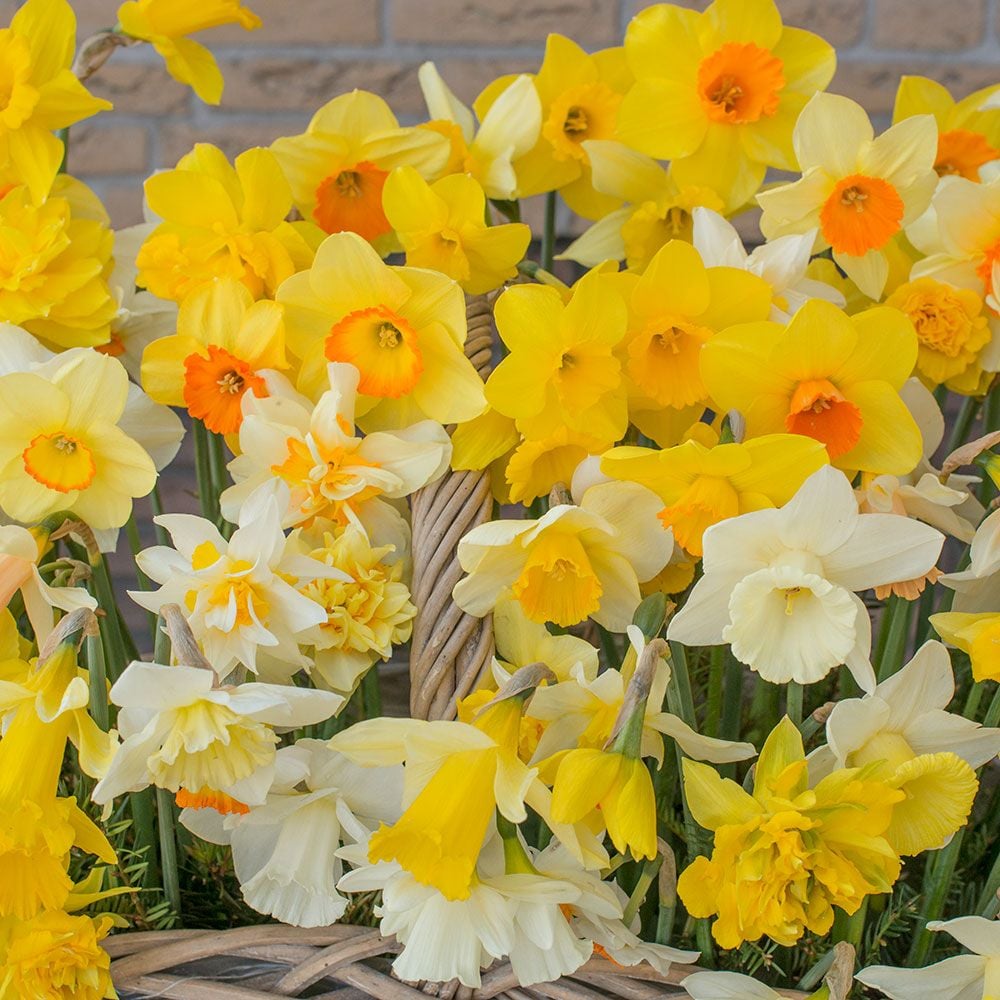 Narcissus Heirloom Mix