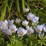  Crocus pulchellus