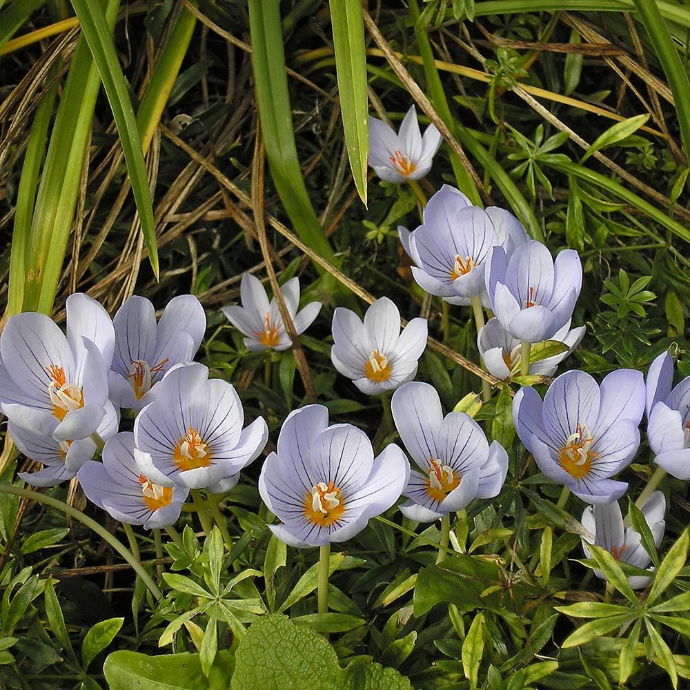 Crocus pulchellus