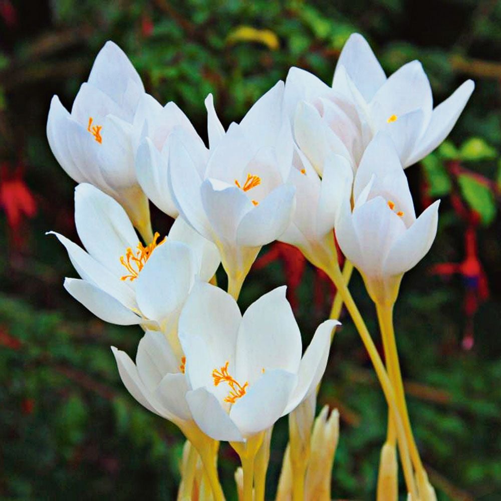Fall-Blooming Crocus Mix