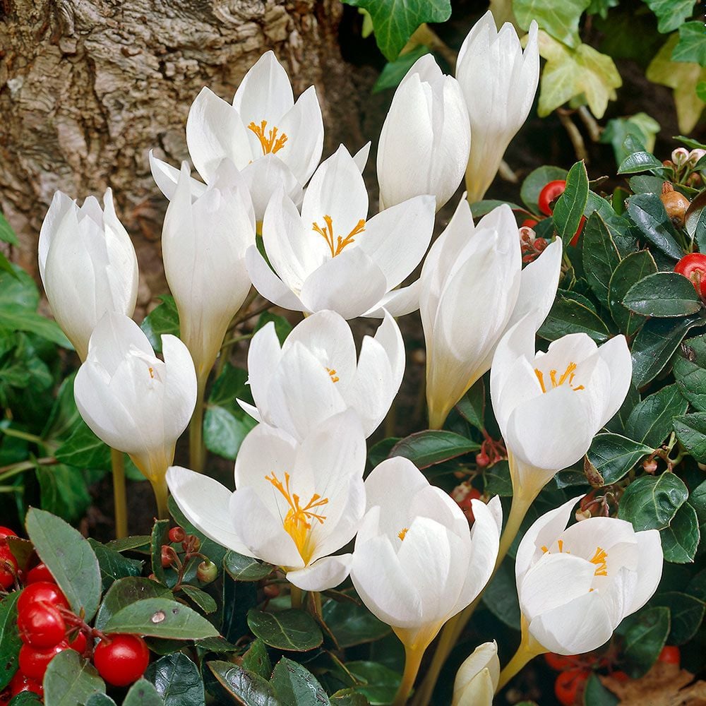 Crocus speciosus 'Albus'