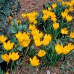  Sternbergia lutea