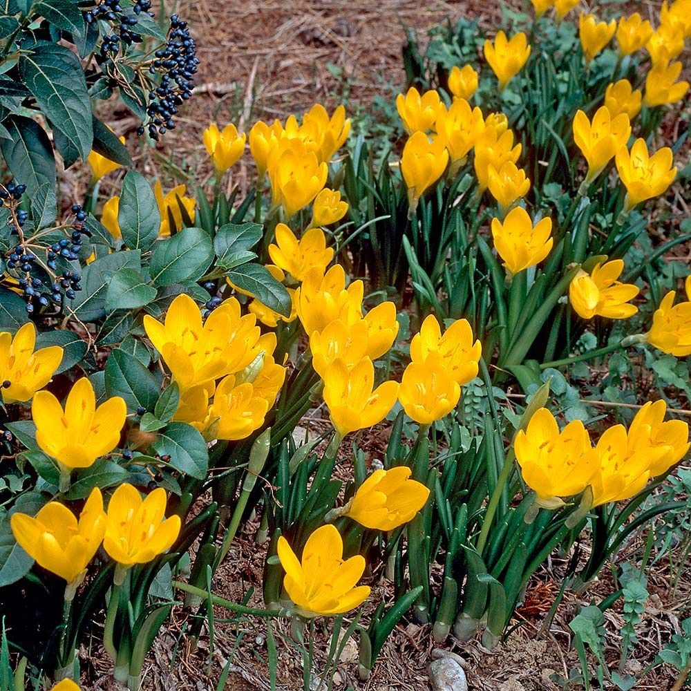 Sternbergia lutea