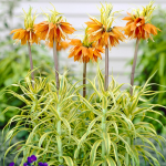  Fritillaria imperialis 'Aureomarginata'