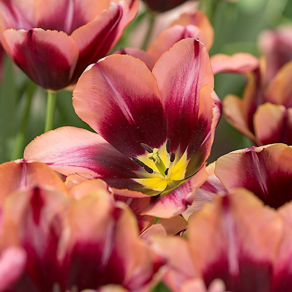 Refreshed Double Tulip Bulbs Perennial Flowers Red Yellow Bouquet Potted Plant
