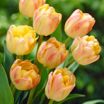  Tulip 'Creme Upstar'