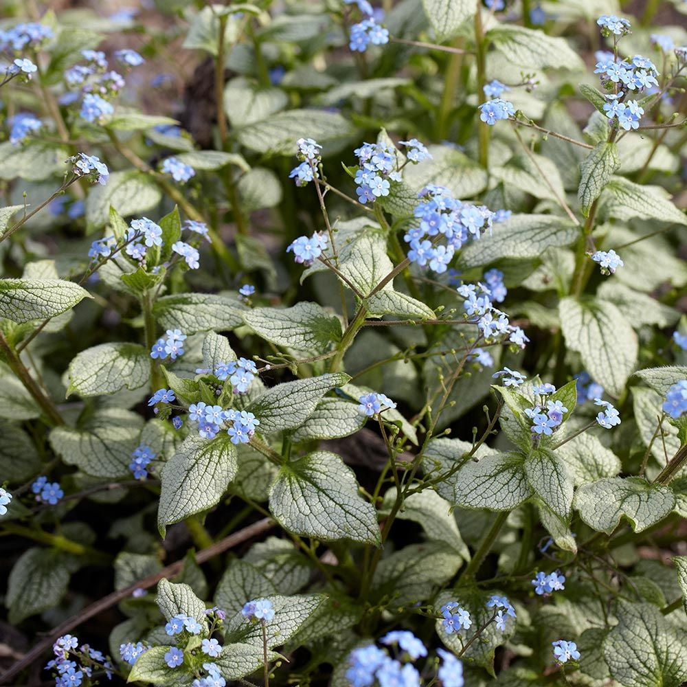 Brunnera macrophylla 'Silver Heart'