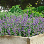  Nepeta 'Early Bird'