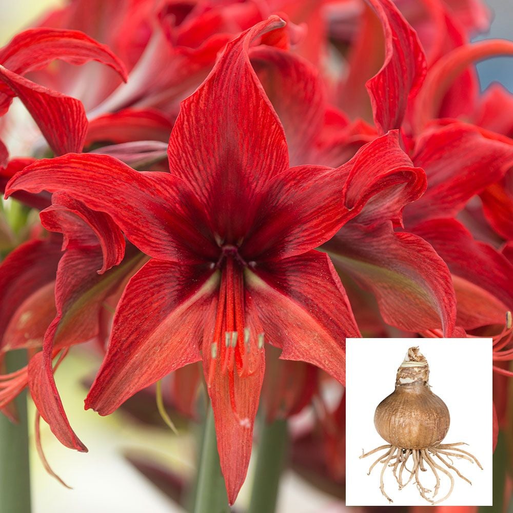 Amaryllis Bogota White Flower Farm