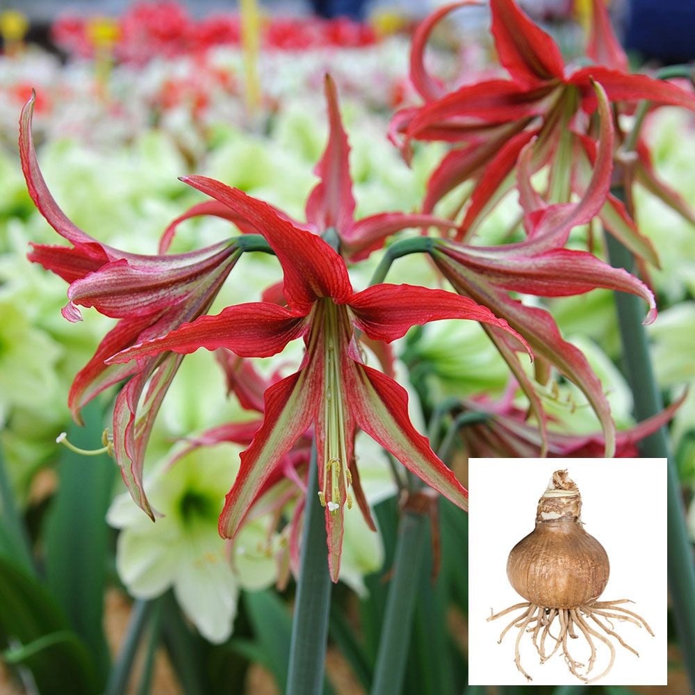Amaryllis 'La Paz'