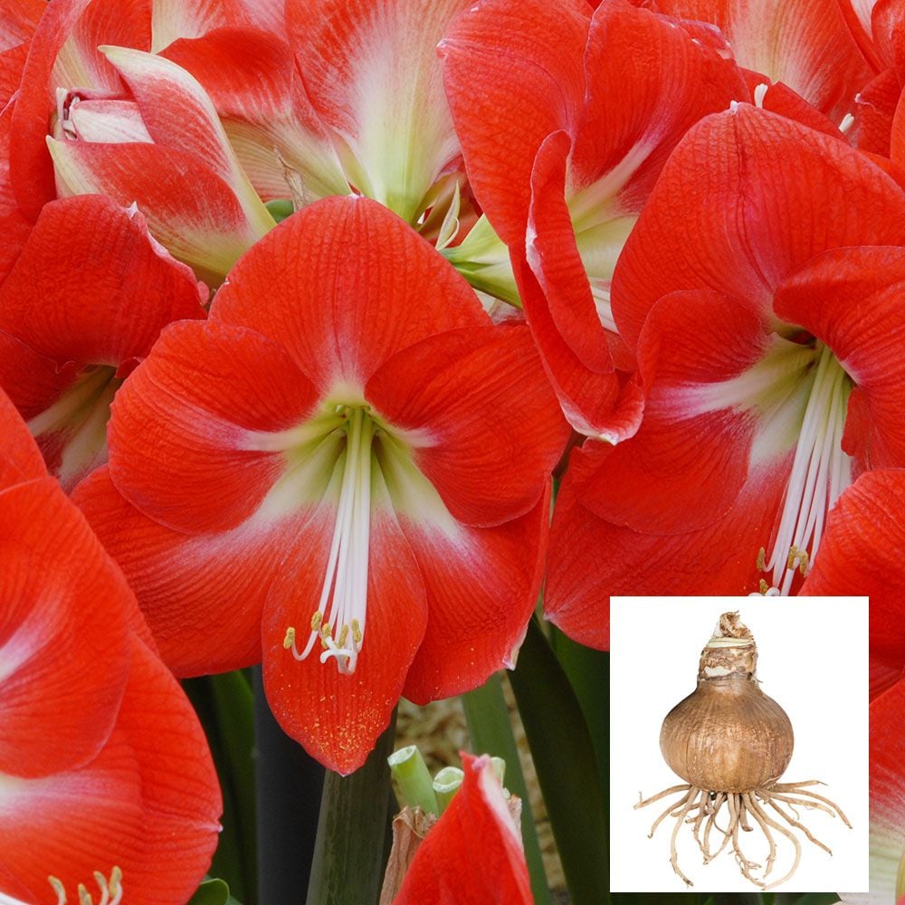 Amaryllis 'Monaco'