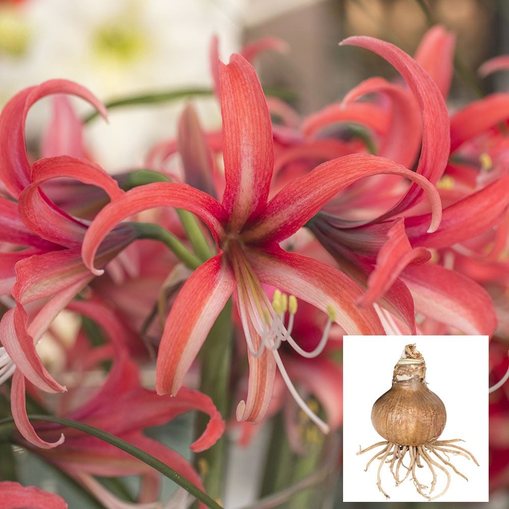 Amaryllis 'Rosado'