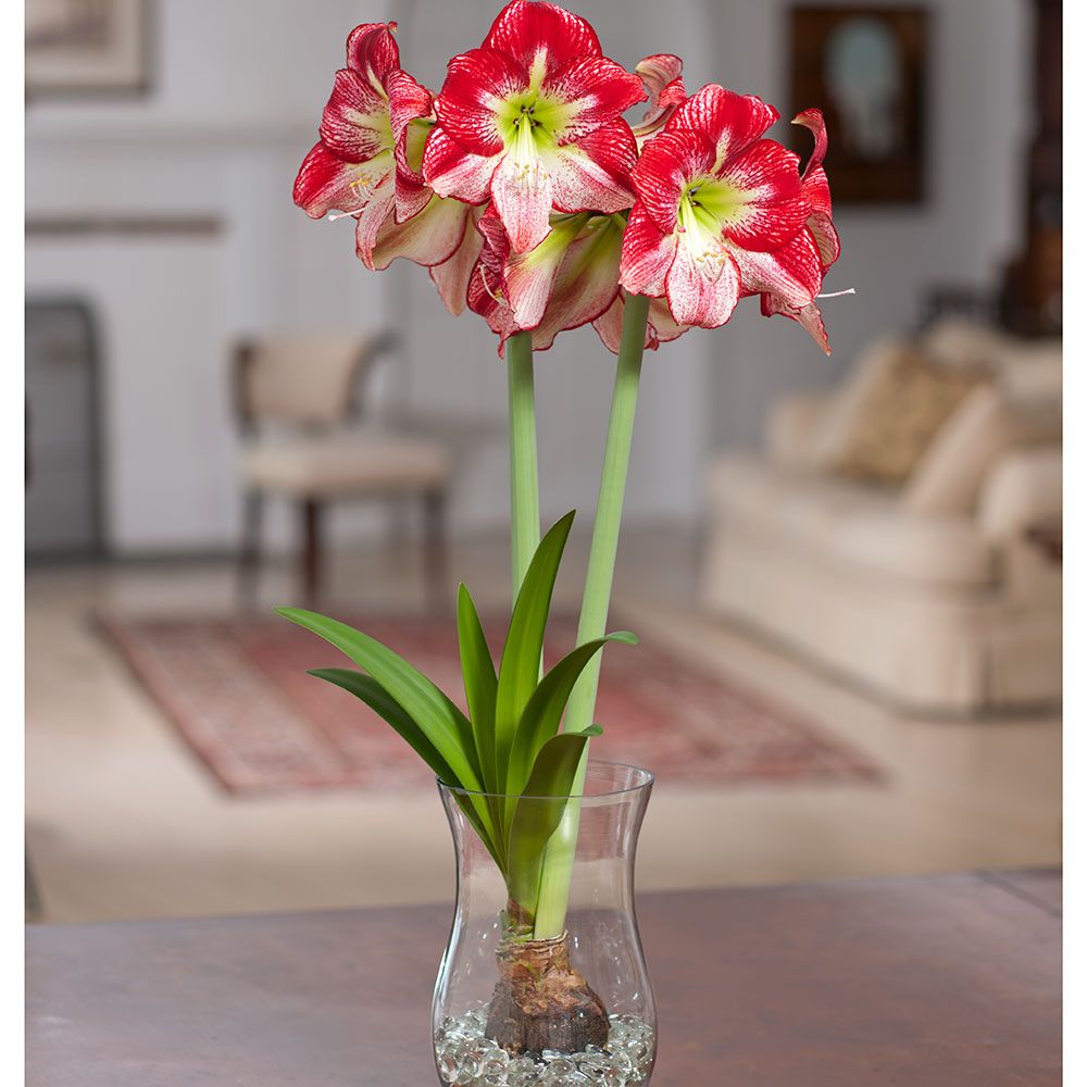 Amaryllis Flamenco Queen, one bulb in an 11 1/2" hurricane vase with