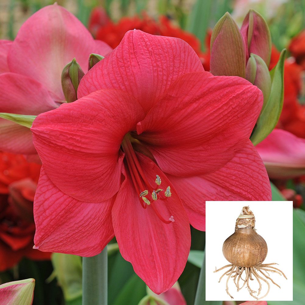 Amaryllis Lagoon White Flower Farm