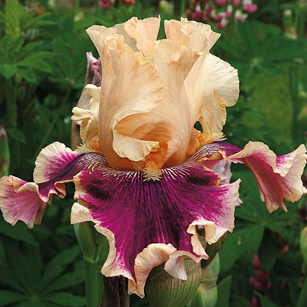 Iris germanica 'Skirting the Issue'