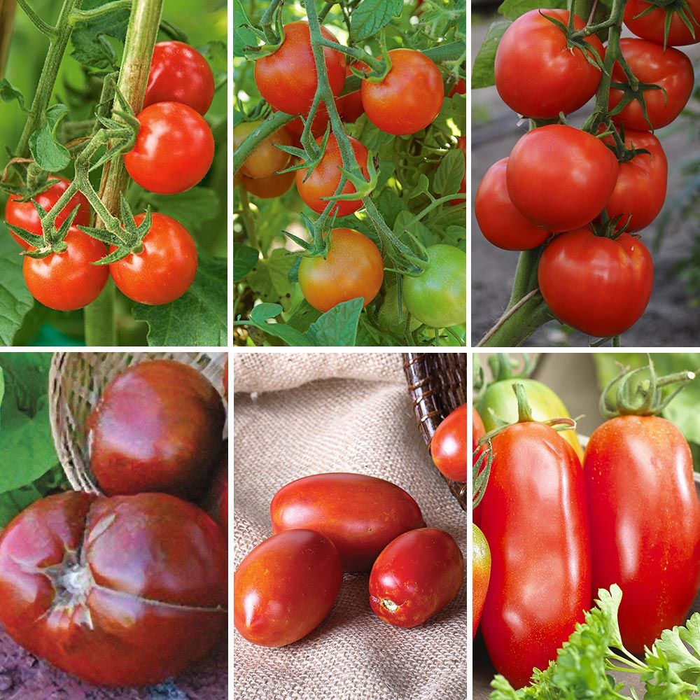 Extend Your Harvest Tomato Collection White Flower Farm