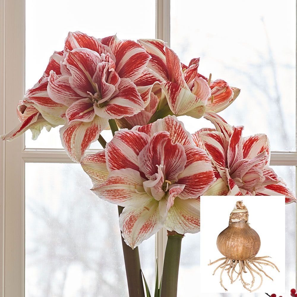 4 Evergreen Perennial Amaryllis Set of Four Plants with Rooted Bulbs